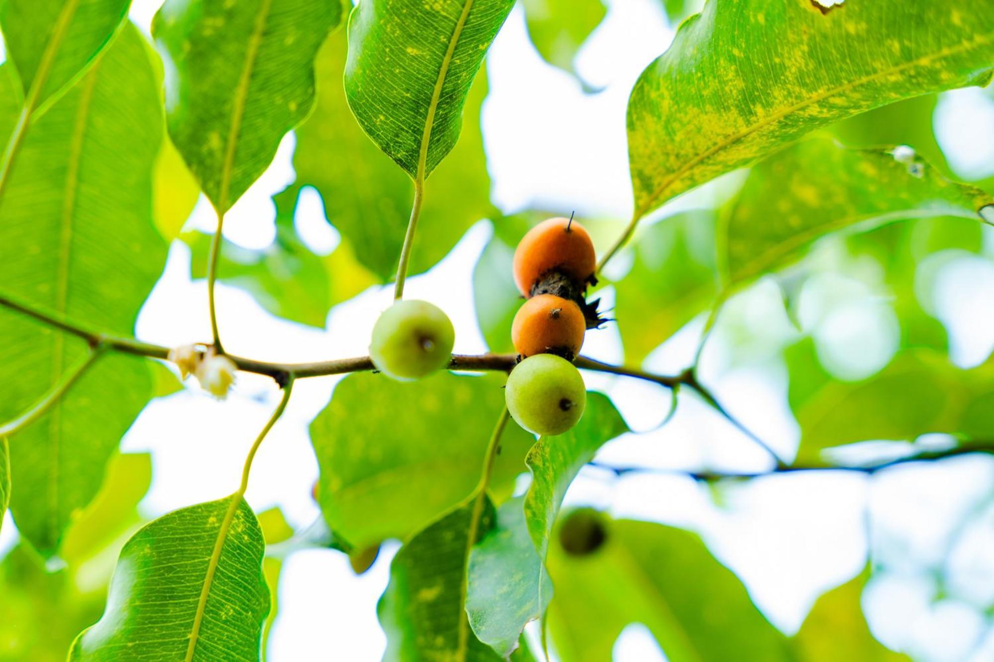 Kaala Kalaththewa Luxury Eco Resort Anuradhapura Eksteriør billede
